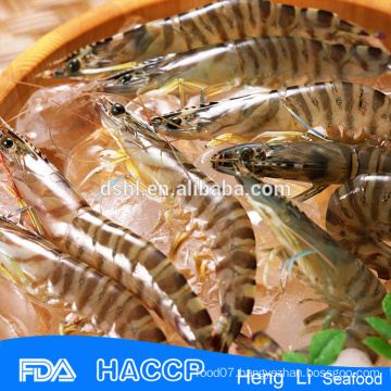 HL002 best quality new season whole frozen sushi shrimp
